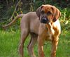 Rhodesian Ridgeback Foto: da war er noch gaanz klein (ID 19787) Rhodesian Ridgeback Hund