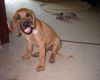 Rhodesian Ridgeback Hund