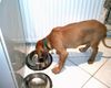 Rhodesian Ridgeback Hund