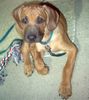 Rhodesian Ridgeback Foto: Ich bin ganz lieb,versprochen! (ID 20985) Rhodesian Ridgeback Hund