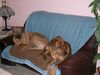 Rhodesian Ridgeback Foto: ben und bantou (ID 11337) Rhodesian Ridgeback Hund
