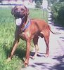 Rhodesian Ridgeback Foto: Umbani Bentulu (Moppa) , 7 Jahre (ID 8208) Rhodesian Ridgeback Hund