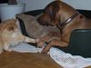 Rhodesian Ridgeback Foto: spiel mit mir.......... (ID 30381) Rhodesian Ridgeback Hund