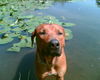 Rhodesian Ridgeback Foto: Ein (Sonnen)bad am Sonnentag (ID 26311) Rhodesian Ridgeback Hund