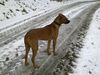 Rhodesian Ridgeback Hund