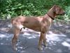 Rhodesian Ridgeback Foto: Das ist Spike mit 7 Monaten (ID 21637) Rhodesian Ridgeback Hund
