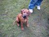 Rhodesian Ridgeback Foto (ID 11348) Rhodesian Ridgeback Hund