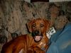 Rhodesian Ridgeback Foto: Grrrrr!(Fynn vom Okavango) (ID 11347) Rhodesian Ridgeback Hund