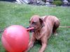Rhodesian Ridgeback Foto: Wo bleibt die Milch??? (ID 12140) Rhodesian Ridgeback Hund