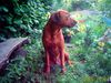 Rhodesian Ridgeback Foto: Paco im Blumenmeer!!! (ID 11216) Rhodesian Ridgeback Hund