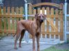 Rhodesian Ridgeback Foto: Stolzer Fynn 9 Mon. (ID 11860) Rhodesian Ridgeback Hund