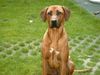 Rhodesian Ridgeback Foto: Mamas ganzer Stolz!Fynn vom Okavango (ID 13100) Rhodesian Ridgeback Hund