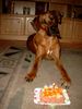 Rhodesian Ridgeback Foto: Fynn`s 1.Geburtstag (ID 14268) Rhodesian Ridgeback Hund