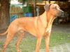 Rhodesian Ridgeback Foto: Deckrüde (ID 19309) Rhodesian Ridgeback Hund