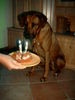 Rhodesian Ridgeback Hund