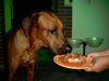 Rhodesian Ridgeback Foto: Fynns 2ter Geburtstag,dann fressen !!!!! (ID 24779) Rhodesian Ridgeback Hund