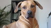 Rhodesian Ridgeback Foto: unser Jamal mit 4 Jahren (ID 44946) Rhodesian Ridgeback Hund