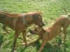 Rhodesian Ridgeback Hund