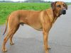 Rhodesian Ridgeback Foto: Fynn vom Okavango (ID 31712) Rhodesian Ridgeback Hund