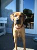 Rhodesian Ridgeback Hund