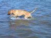Rhodesian Ridgeback Hund