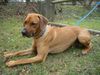 Rhodesian Ridgeback Hund