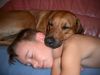 Rhodesian Ridgeback Foto: Wir sind sooo müde (Ashanti u. Dennis) (ID 33274) Rhodesian Ridgeback Hund