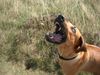 Rhodesian Ridgeback Hund