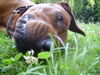 Rhodesian Ridgeback Foto: Ganz faul (ID 28049) Rhodesian Ridgeback Hund