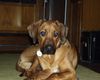 Rhodesian Ridgeback Foto: Unser Baby (ID 8835) Rhodesian Ridgeback Hund