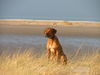 Rhodesian Ridgeback Hund