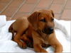 Rhodesian Ridgeback Foto: Rhodesian Ridgeback mit 10 Wochen (ID 31982) Rhodesian Ridgeback Hund
