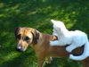 Rhodesian Ridgeback Foto: Ashantj: vom Löwenhund zum Pferd (ID 24945) Rhodesian Ridgeback Hund