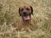 Rhodesian Ridgeback Hund