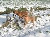 Rhodesian Ridgeback Hund