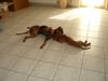 Rhodesian Ridgeback Foto: Nando und Cleo beim Toben (ID 22502) Rhodesian Ridgeback Hund