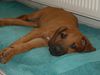 Rhodesian Ridgeback Foto: Müüüüüüüüüüde (ID 22717) Rhodesian Ridgeback Hund