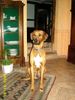 Rhodesian Ridgeback Foto: Tja so sehe ich gerne zu unserer Haustür um meine Familie zu beschützen (ID 21486) Rhodesian Ridgeback Hund