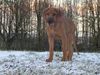 Rhodesian Ridgeback Foto: Gamba (ID 17820) Rhodesian Ridgeback Hund