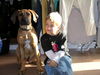Rhodesian Ridgeback Foto (ID 32911) Rhodesian Ridgeback Hund