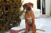 Rhodesian Ridgeback Foto: ASCHIQ von ANGKOR (ID 29253) Rhodesian Ridgeback Hund