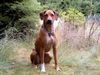 Rhodesian Ridgeback Foto: Nasibu Dheyna mit 16 Monaten (ID 14317) Rhodesian Ridgeback Hund