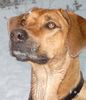 Rhodesian Ridgeback Foto: Dheyna, 22 Monate (ID 19193) Rhodesian Ridgeback Hund