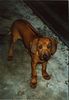 Rhodesian Ridgeback Foto: Eddy 13 Wo. (ID 28540) Rhodesian Ridgeback Hund
