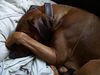 Rhodesian Ridgeback Hund