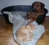 Rhodesian Ridgeback Hund