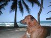 Rhodesian Ridgeback Foto (ID 4528) Rhodesian Ridgeback Hund