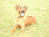 Rhodesian Ridgeback Foto: unser Fynn (ID 20646) Rhodesian Ridgeback Hund