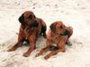 Rhodesian Ridgeback Foto: Sind sie nicht süss??? (ID 6476) Rhodesian Ridgeback Hund