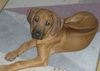Rhodesian Ridgeback Foto: Gamba.... (ID 17796) Rhodesian Ridgeback Hund